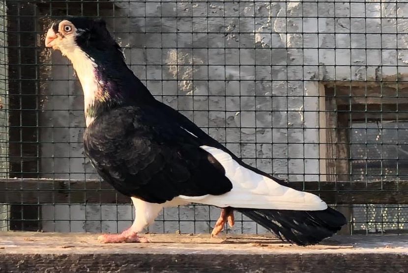 34649D5A-AB30-4708-A735-5D21F0D22FCB - Poze noi