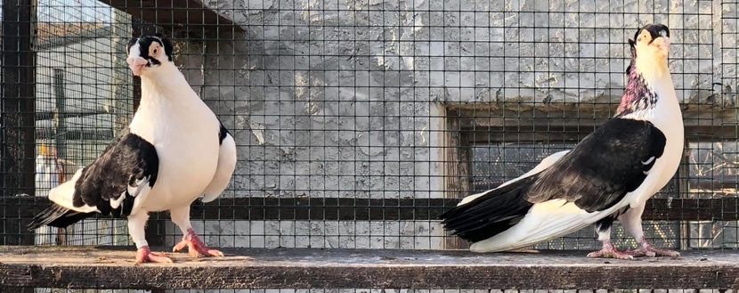 8795F9AE-0BB9-4487-8F12-9615997791A2 - Poze noi