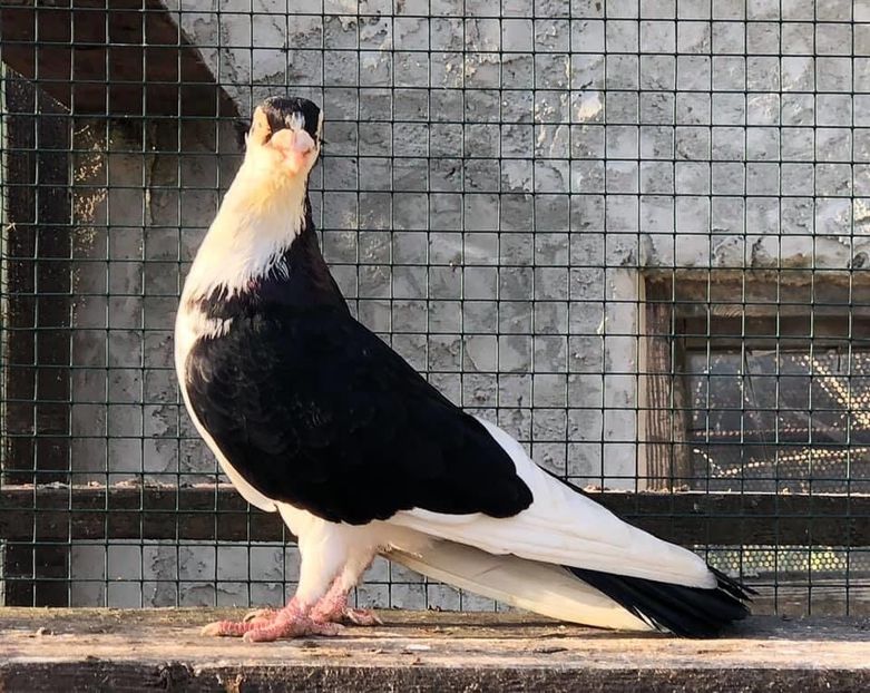 A33A5E16-5AB2-4C71-B87A-CEBC61F1BBA4 - Poze noi