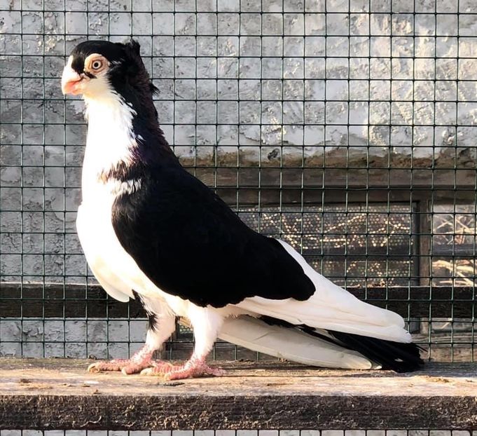 2324A6EC-1C14-4B34-A681-4825EF26EE98 - Poze noi