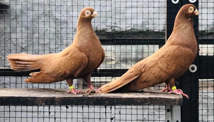 FB334DEA-8EC5-489F-8CE3-96A482BF350B - Poze noi