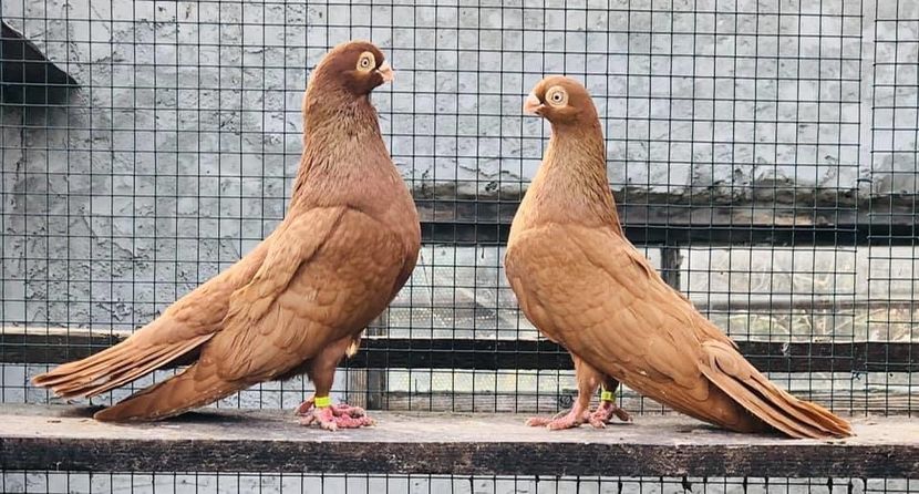 3DFA8AC5-9F0B-48C8-9F8F-D269621B9742 - Poze noi