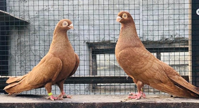 23A69DF1-6E6A-4A14-B2DF-EAB74D5477C6 - Poze noi