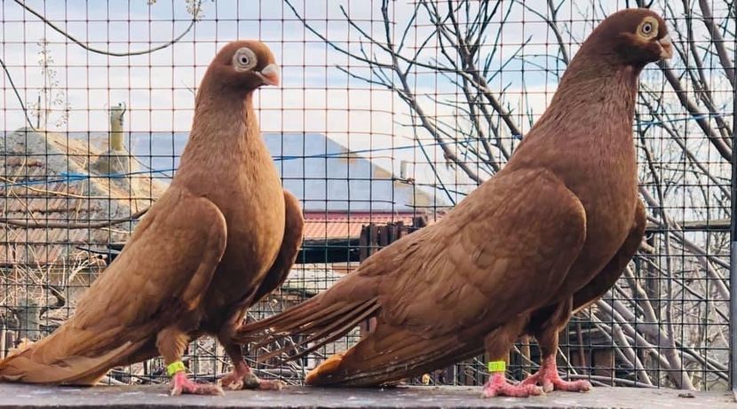 B47D65D2-81A0-4BF9-A61D-F30809A7EA9D - Poze noi