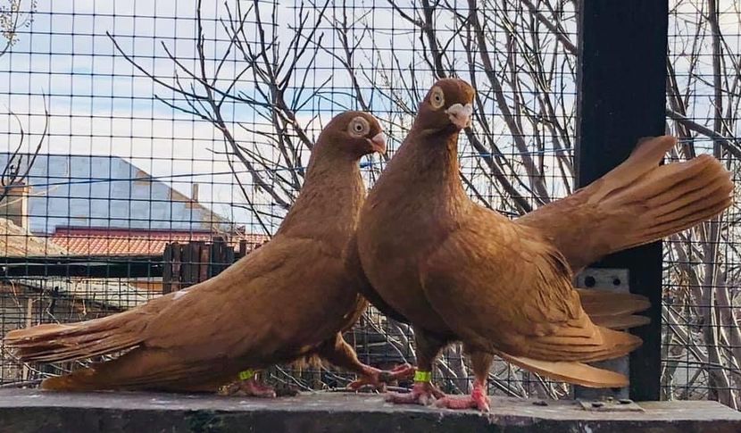 F49D5C0D-9CBA-464A-8AF2-4E63288D5491 - Poze noi