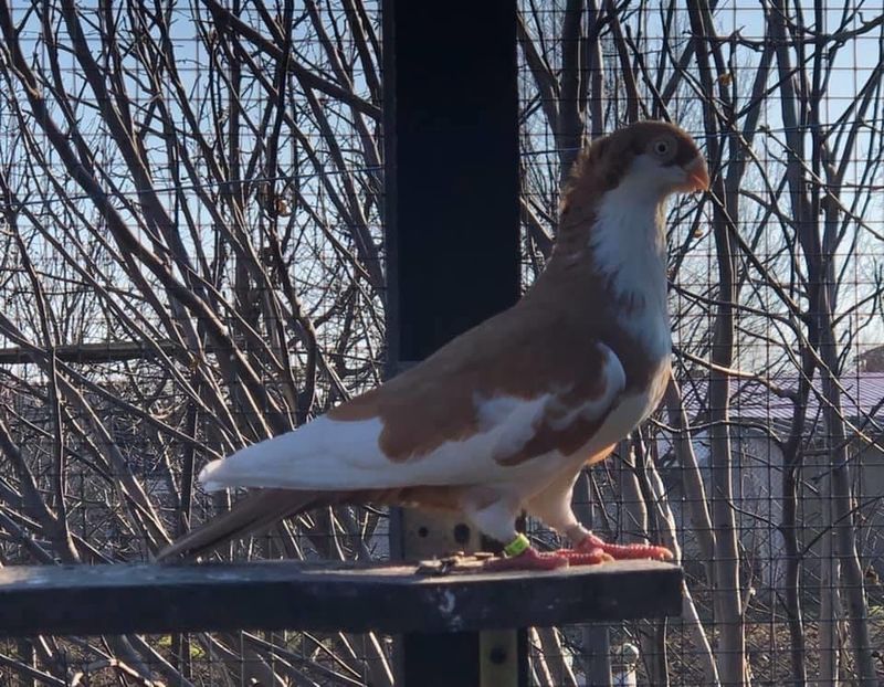 82CDEEF2-F14E-4A8A-951E-60D8DB5E8891 - Poze noi