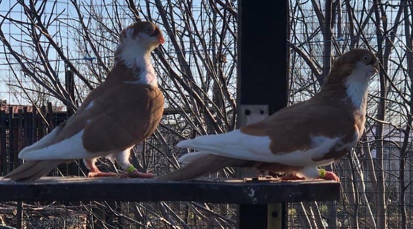 C65DC40D-0C03-4F4E-97D8-70DE8A33F26F - Poze noi