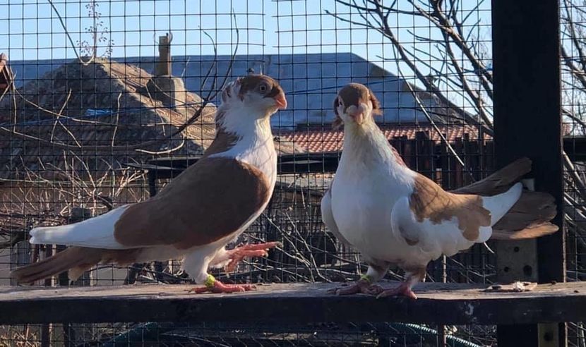 77D8737F-703C-4E9A-AF8E-34E58270EAA4 - Poze noi