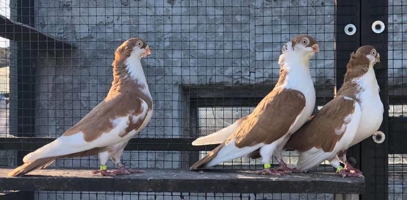 08338F6A-2C6A-4F37-B757-2CD652443C7B - Poze noi