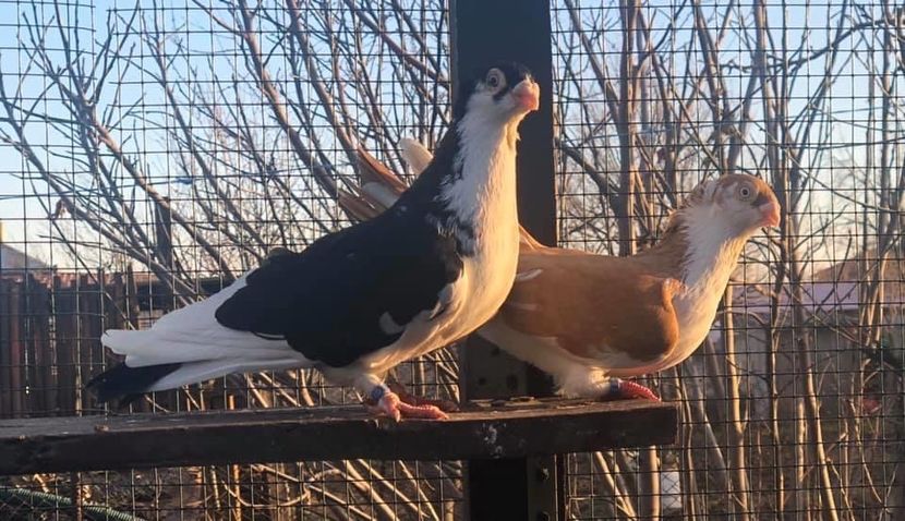 431FCC89-5B91-4C4D-819E-E03D101FACE1 - Poze noi