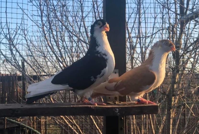 AB7F0B02-7BB1-4BA7-BBA4-D2DDDF03FB99 - Poze noi