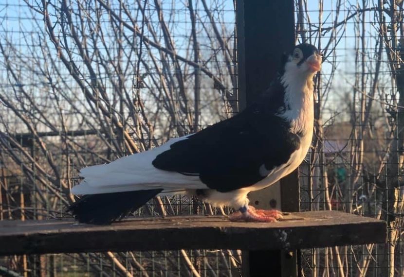 0FF27541-5446-48C7-BC4D-889807FA7FBC - Poze noi