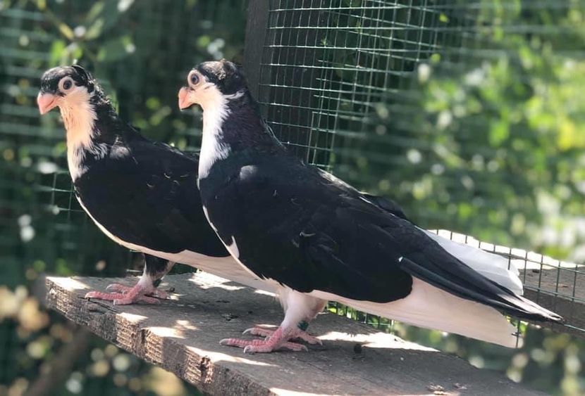 6E937E61-E87A-49CC-8ED0-E3DC8227DE6A - Poze noi