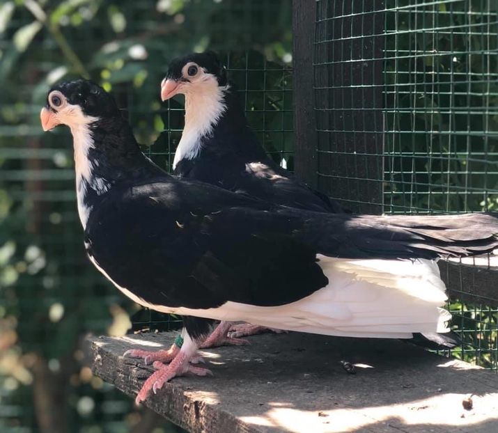 BE6AAB2D-2BDE-4231-BBAC-6BA7AD92CDAB - Poze noi