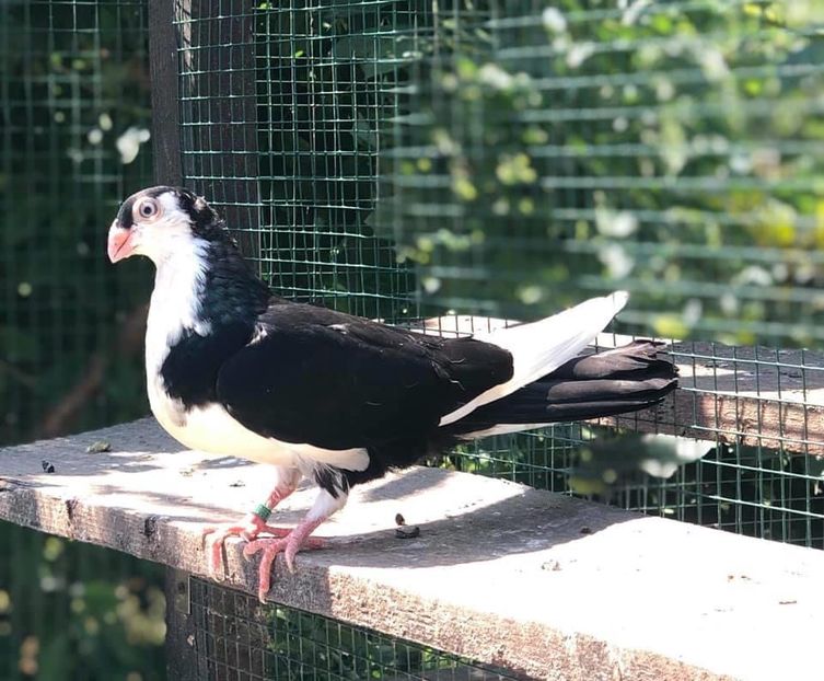 CE3EE60F-8FEC-4C19-9C00-ED9980A2AB25 - Poze noi