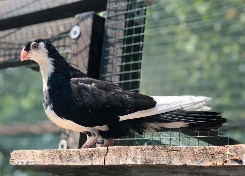 5FA073A1-2C96-45CE-BE2D-C9FF8AADB5F1 - Poze noi