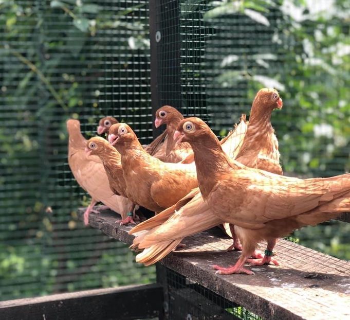 F3B01C5F-260C-4F35-B047-66CF003550B2 - Poze noi