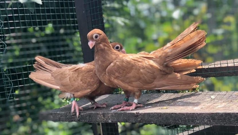 35348DCC-1EA7-40B7-9E1F-C2D14B6B47BB - Poze noi