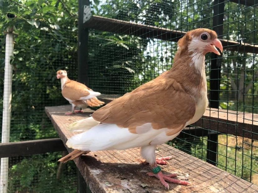 BF828E91-510F-492B-A030-D0B9CC451D51 - Poze noi