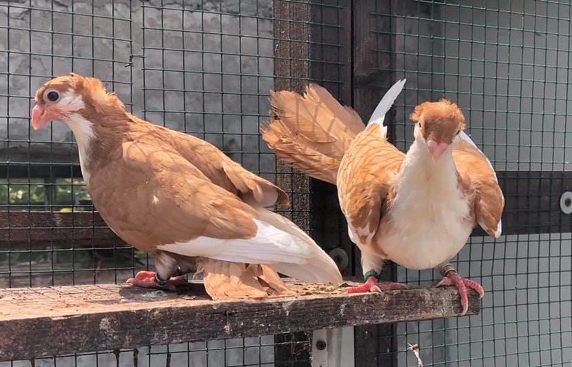 A438CACC-7464-47DC-A4D2-943B4FA7A5F3 - Poze noi