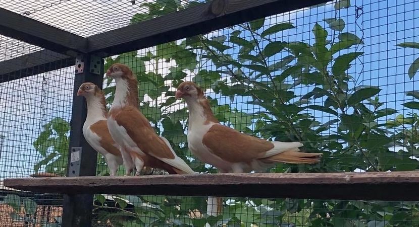 F2E53DBD-0695-49DC-BDC5-24DF3CE3E991 - Poze noi