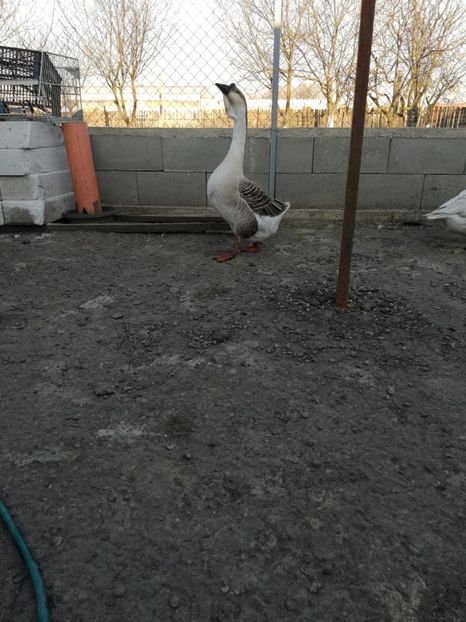  - A2 Gaste africane 2020