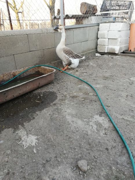  - A2 Gaste africane 2020