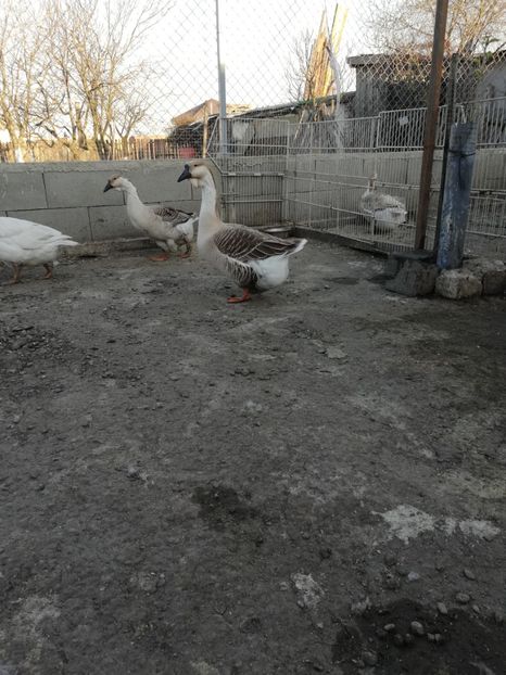  - A2 Gaste africane 2020