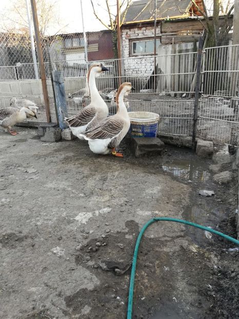  - A2 Gaste africane 2020