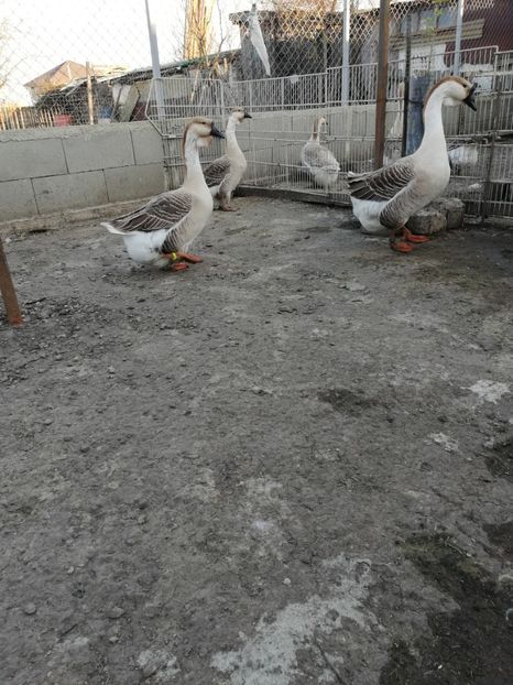  - A2 Gaste africane 2020