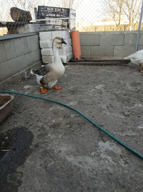  - A2 Gaste africane 2020