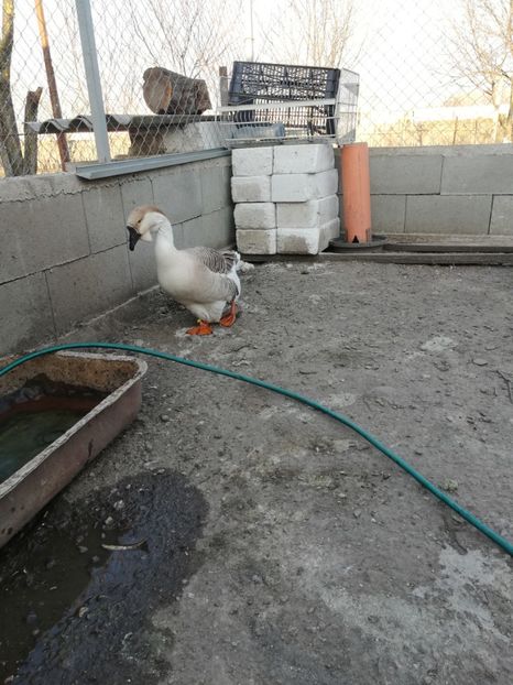  - A2 Gaste africane 2020