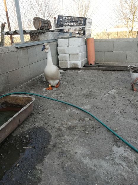  - A2 Gaste africane 2020