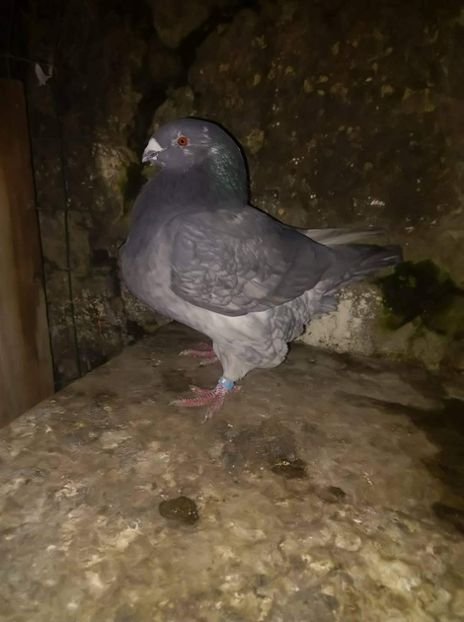 F Ioan Afrapt - acquisizioni F 2020