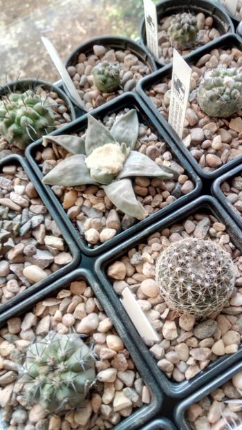 A. retusus LH 1030, Las Palomas - -retusus