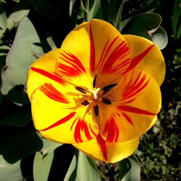  - AAAA_LALELE 2019_2020_2022_2023