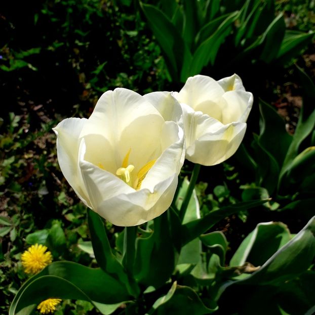  - AAAA_LALELE 2019_2020_2022_2023