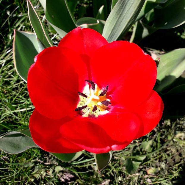  - AAAA_LALELE 2019_2020_2022_2023