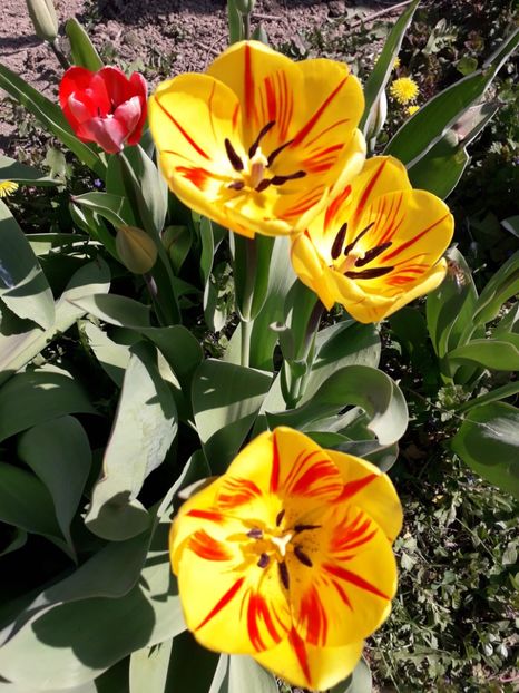  - AAAA_LALELE 2019_2020_2022_2023