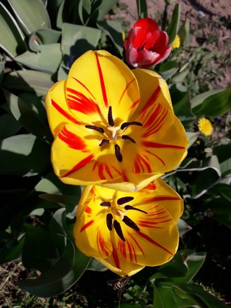  - AAAA_LALELE 2019_2020_2022_2023