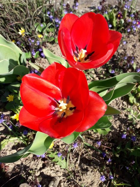  - AAAA_LALELE 2019_2020_2022_2023