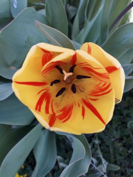  - AAAA_LALELE 2019_2020_2022_2023