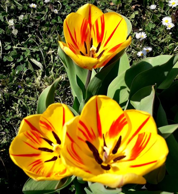  - AAAA_LALELE 2019_2020_2022_2023