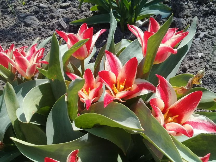  - Lalele 2015- prezent