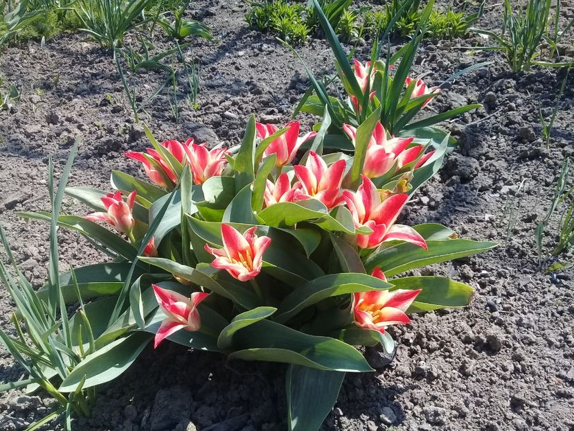 20200409_132158(0) - Lalele 2015- prezent