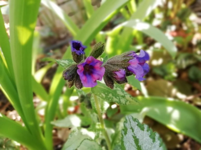 Pulmonaria Silverado - Grădina 2020