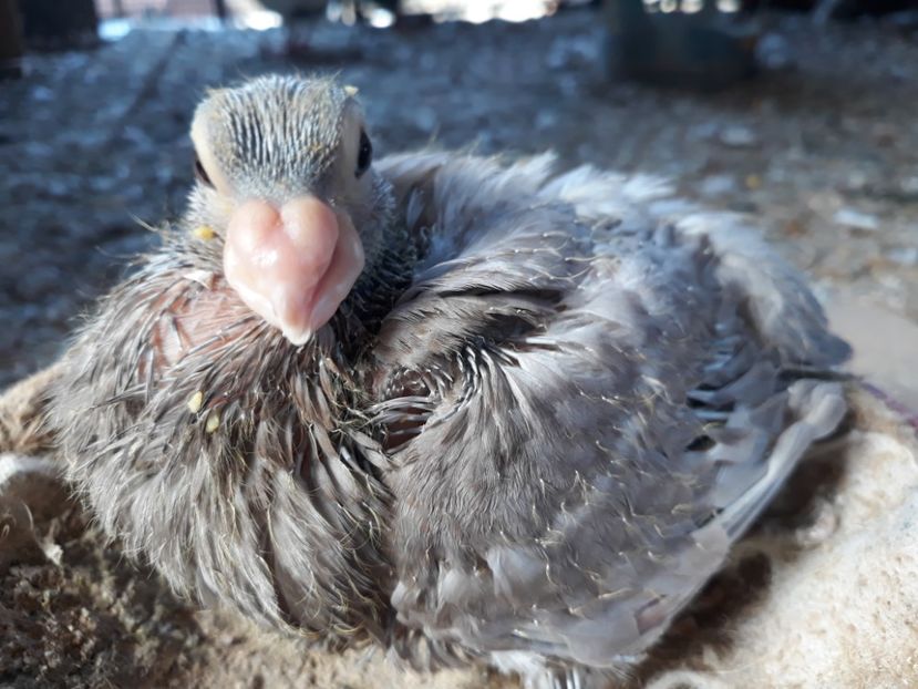  - Indian german 2020