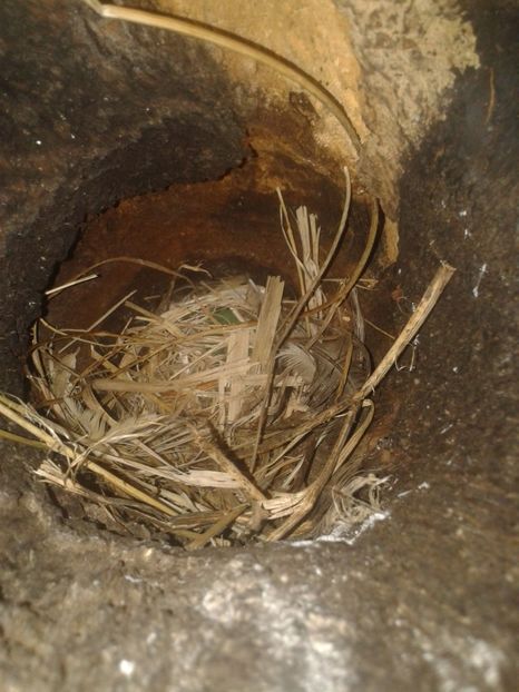  - AAAAAA_CUIB GRAURI 2018_2019_2020_2022_2023