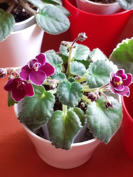  - Mac-s Glacial Grape