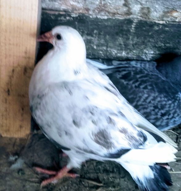 20200324_090719~2 - 2020